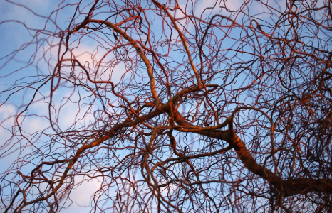 Na&scaron;e chundelat&aacute; vrba.