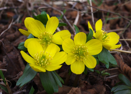 Talov&iacute;nky kvetou dř&iacute;v než sněženky.