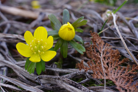 Detail talov&iacute;nů.