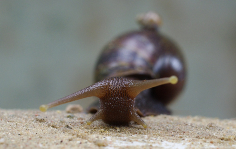 S potomkem na z&aacute;dech...