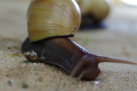 &Scaron;neč&iacute; tulen&iacute;.