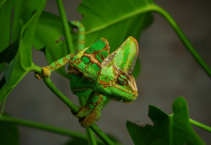 Cyril na č&iacute;han&eacute;.