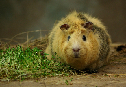 Morč&aacute;j od Va&scaron;&iacute;ka.