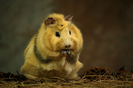 Morč&aacute;k na zadn&iacute;ch.