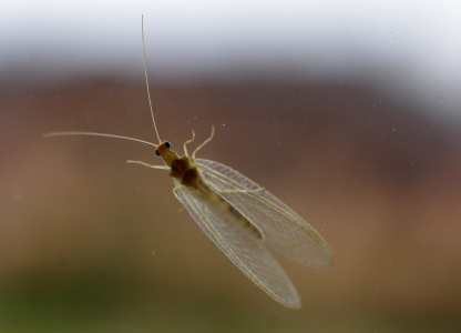 Kr&aacute;snoočko, jaro je tady.