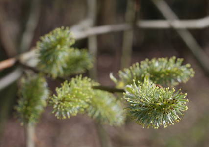 Kočičky na stromě.