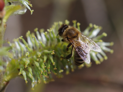 Prvn&iacute; leto&scaron;n&iacute; včelka.