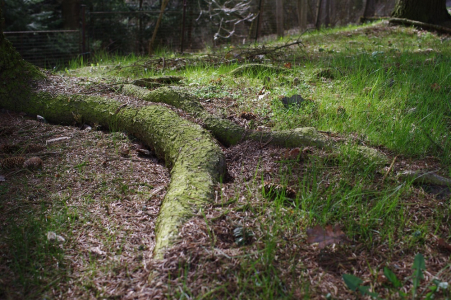 Česrstv&eacute; světlo po r&aacute;nu.