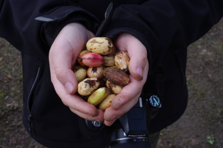 &Scaron;imonkův poklad.