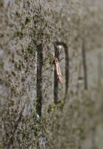 Kom&aacute;r na n&aacute;hrobn&iacute;m kamenu.