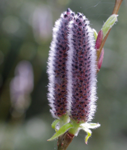 Jarn&iacute; pupeny.