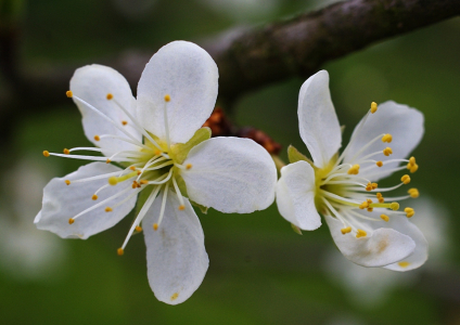 &Scaron;vestičky, pokud teda nepomrznou.