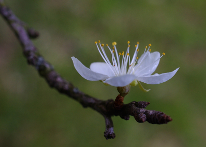 Prostřeno pro včelky.