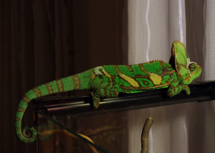 Cyril uveleben&yacute; na kraji ter&aacute;rka.