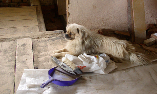 stavebn&iacute; dozor, tibetsk&yacute; &scaron;paněl Bony